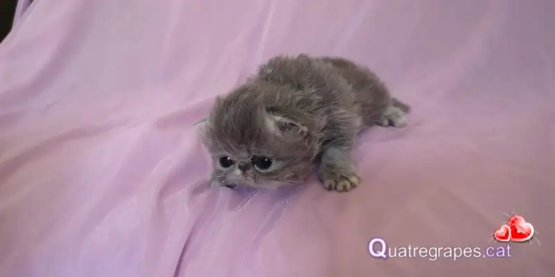 Nala bebe2