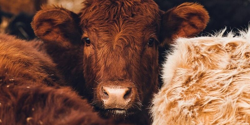 A brown livestock cow looking into the camera lens. Used in an article to describe how biochar can be used as a livestock feed additive.