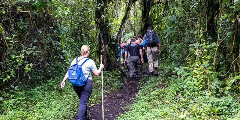 gorilla trekking