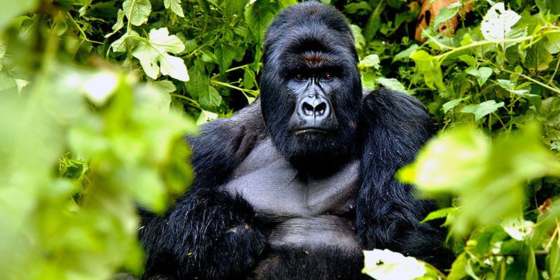 10 Days Akagera, Volcanoes and Nyungwe Park Safari