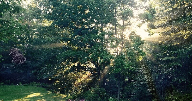 Summer outdoor landscape in Connecticut — bug bite and mosquito activity forecast — Just Bite Me temporary bug bite relief