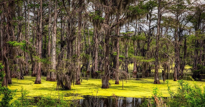 Summer outdoor landscape in Mississippi — bug bite and mosquito activity forecast — Just Bite Me temporary bug bite relief