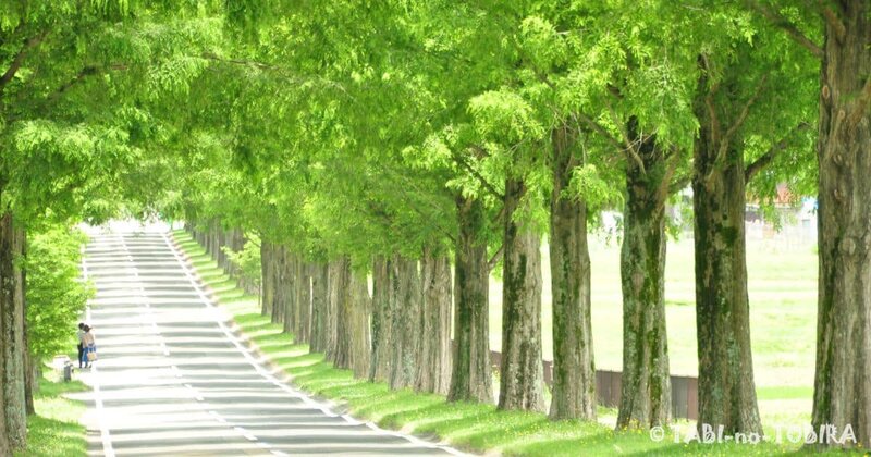 滋賀県マキノメタセコイヤ並木道