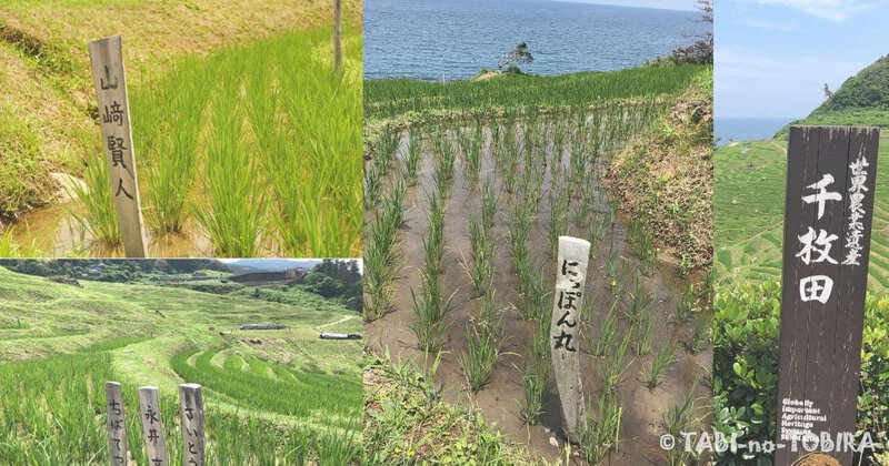世界遺産白米千枚田オーナー制度の田んぼ