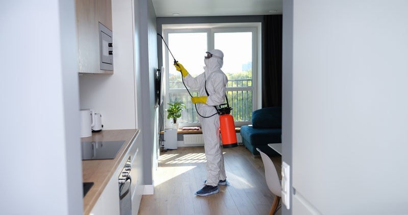 rid of mold on walls
