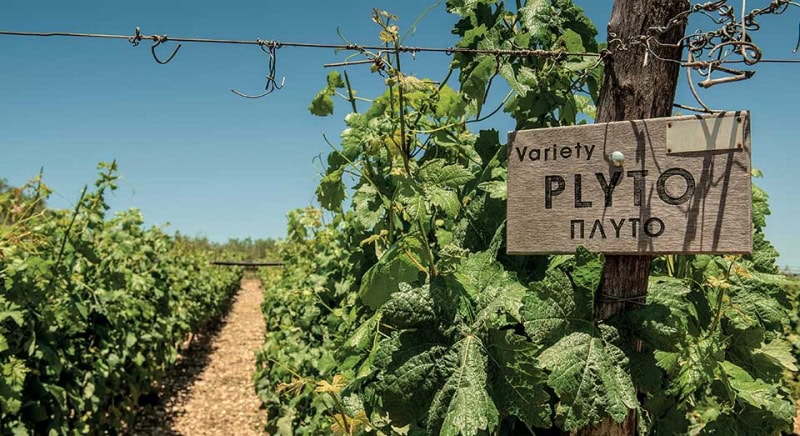 There are sure to be some grape varieties that will be new to you