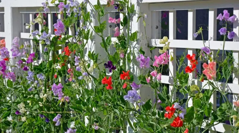 The Best Plants to Grow on a Trellis - sweet pea on white trellis