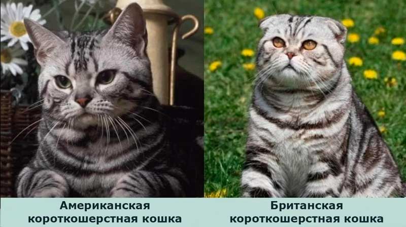Слева американская короткошерстная кошка, справа британская короткошерстная кошка. Слева американская короткошерстная кошка, справа британская короткошерстная кошка.