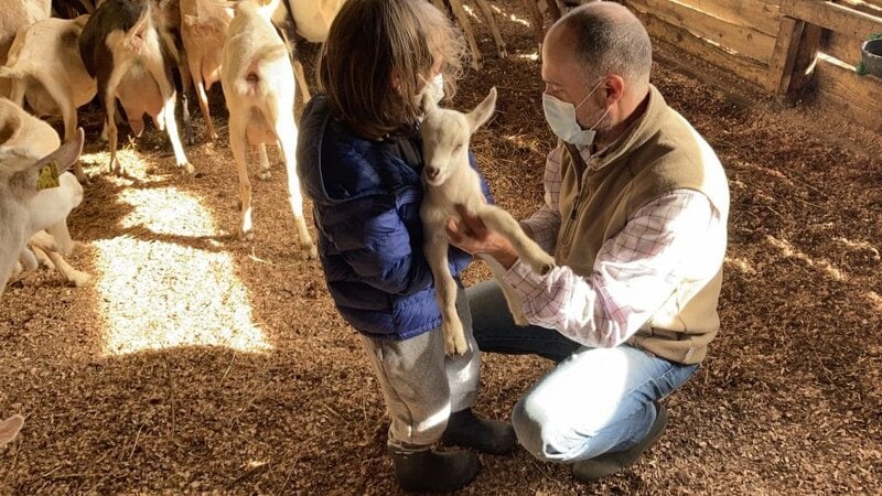 Child learning about farm life in Sao Miguel