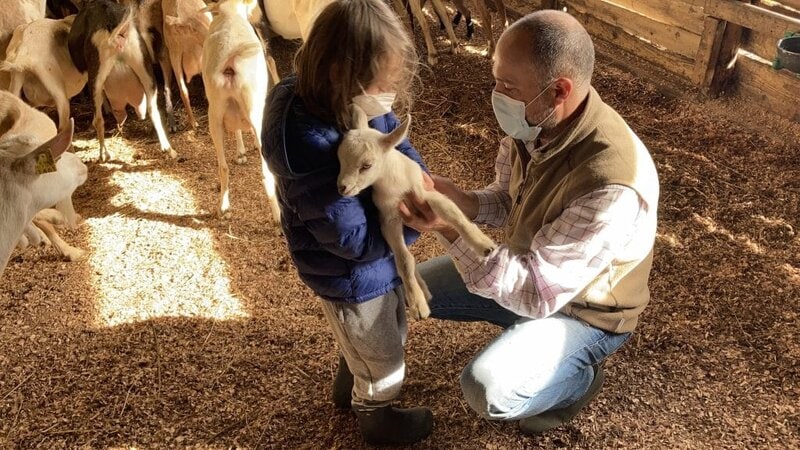breakfast with goats in Sao Miguel Island