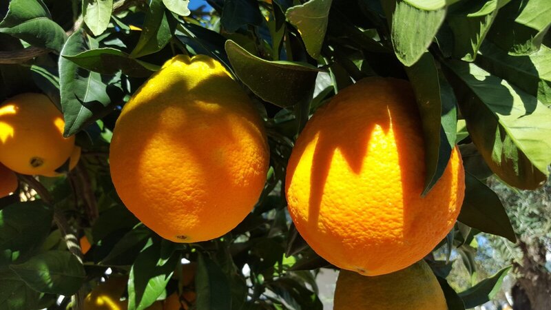 Reife Orangen hängen an einem grünen Baum unter strahlendem Sonnenschein in Nahaufnahme.