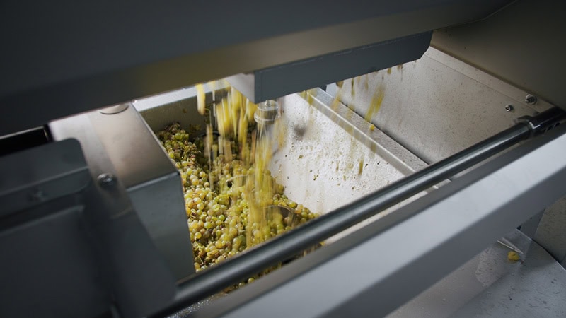 EN_SRAML_destemmer_DS_grape_01 – SRAML Food Processing Equipment Specialists whole grapes after destemming