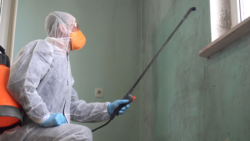 mold remediation techniques