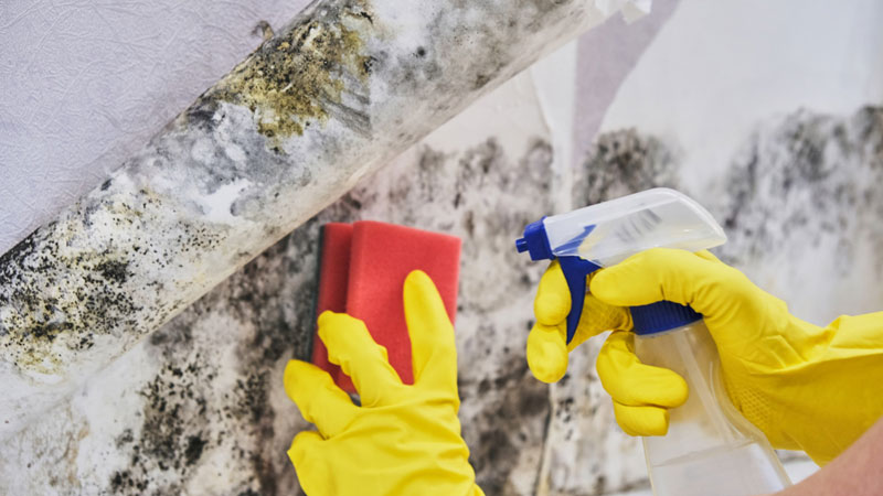 Mold Remediation Conyers, Georgia 30012