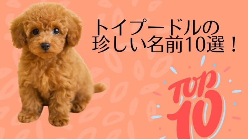トイプードルの珍しい名前10選!周りと差がつくおしゃれネーミング集