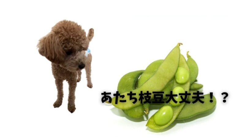 枝豆は犬のおやつになる?愛犬家が知るべき栄養と与え方のコツ