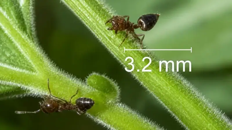 Acrobat ant with its heart-shaped abdomen raised above its body