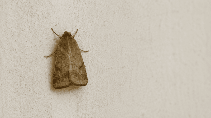 armyworm moth in college station, tx