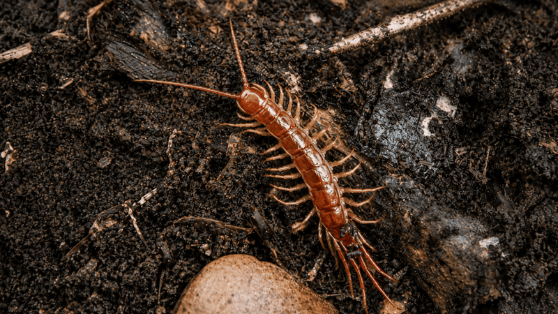 centipede