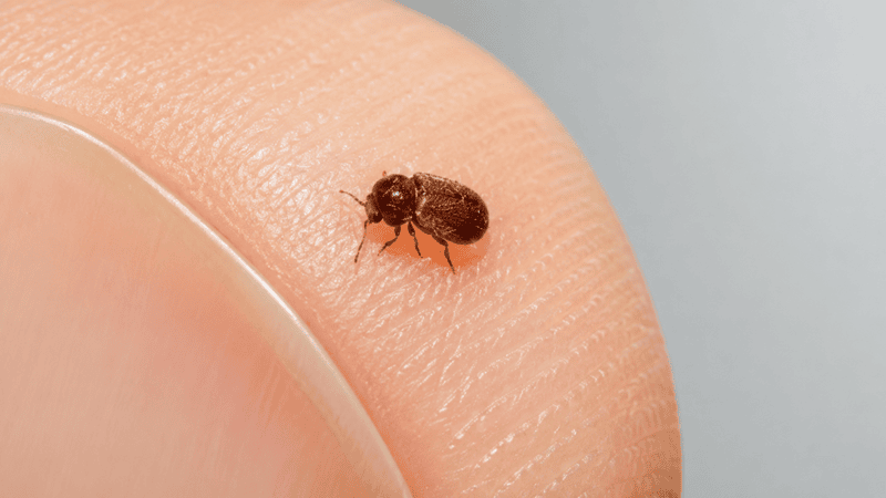 drugstore beetle