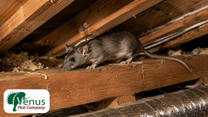 roof rat