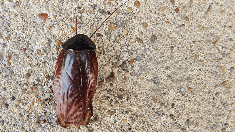 smokybrown cockroach