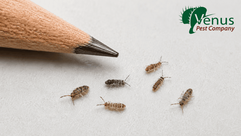 springtails