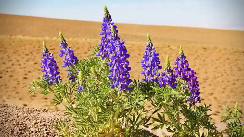 Flores roxas desabrochando no Deserto do Atacama durante o fenômeno do Deserto Florido, com solo árido ao fundo.