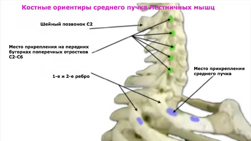 Лестничные мышцы