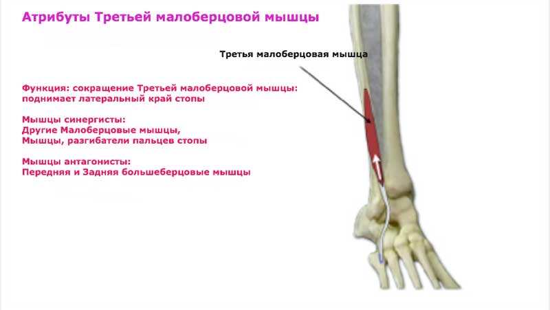 Группа малоберцовых мышц