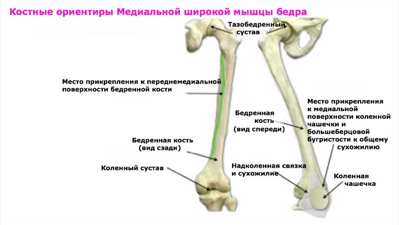 Четырёхглавая мышца бедра