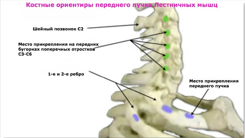 Лестничные мышцы