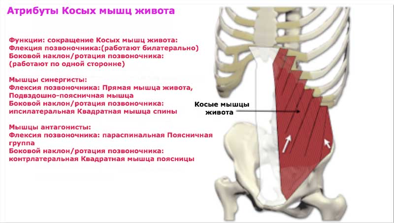 Косые мышцы живота