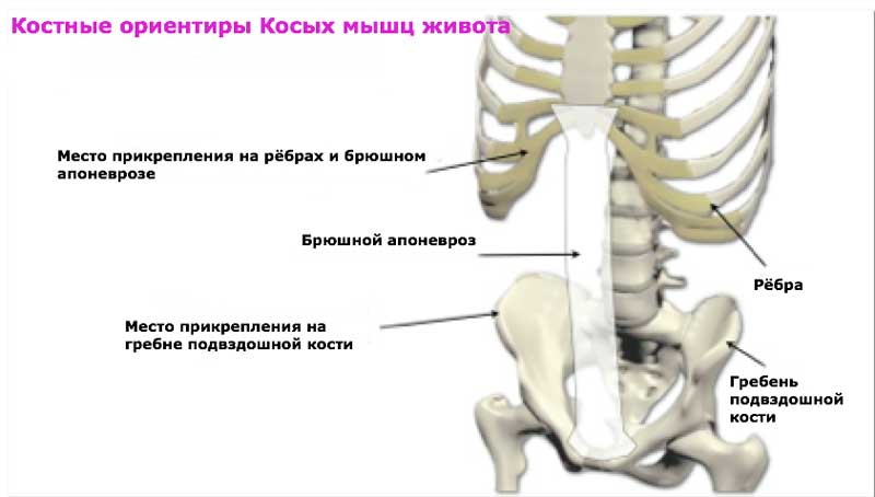 Косые мышцы живота