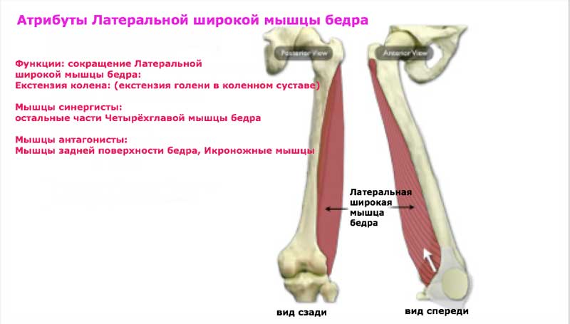 Четырёхглавая мышца бедра