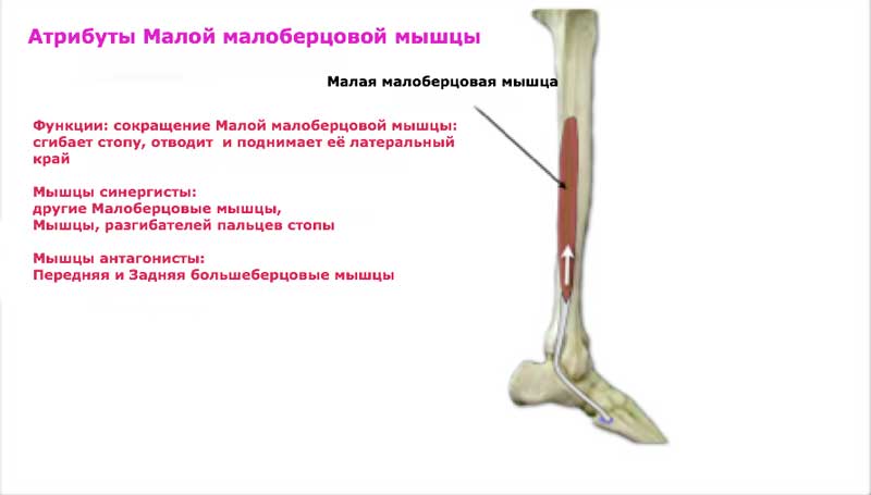 Группа малоберцовых мышц