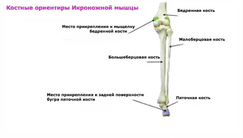 Икроножная мышца