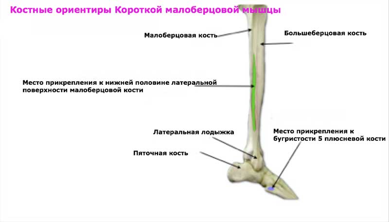 Группа малоберцовых мышц