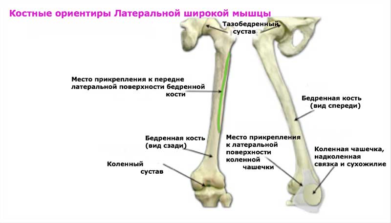 Четырёхглавая мышца бедра
