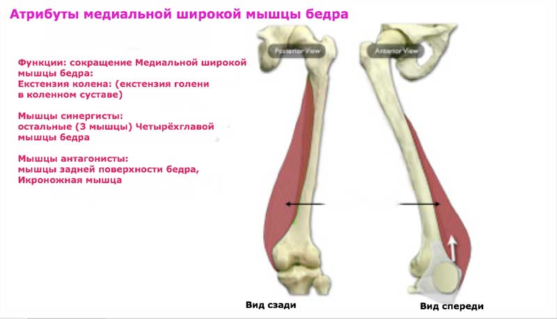 Четырёхглавая мышца бедра