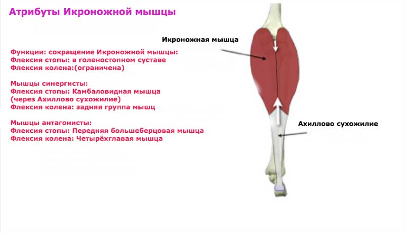 Икроножная мышца