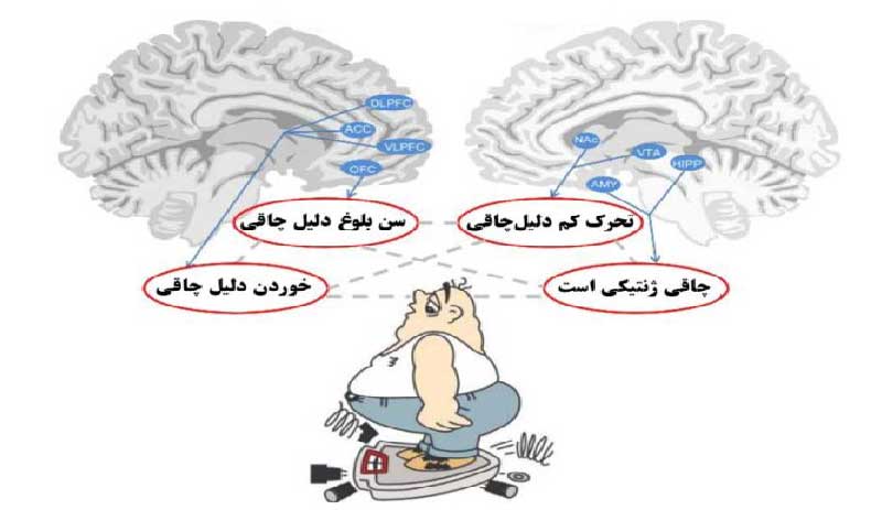 باورهای اشتباه چاقی