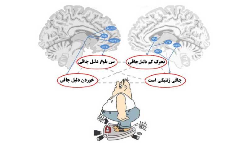 تسلیم شدن در برابر چاقی
ذهن چاق