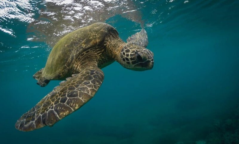 Sea turtle swimming