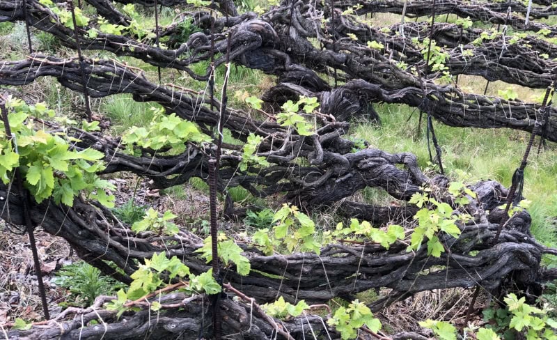 Rare vine training on Tenerife called Cordon Trenzado