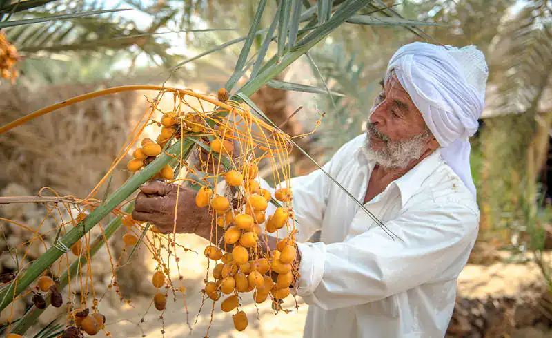Egypt festivals – Siwa Oasis date harvest traditions