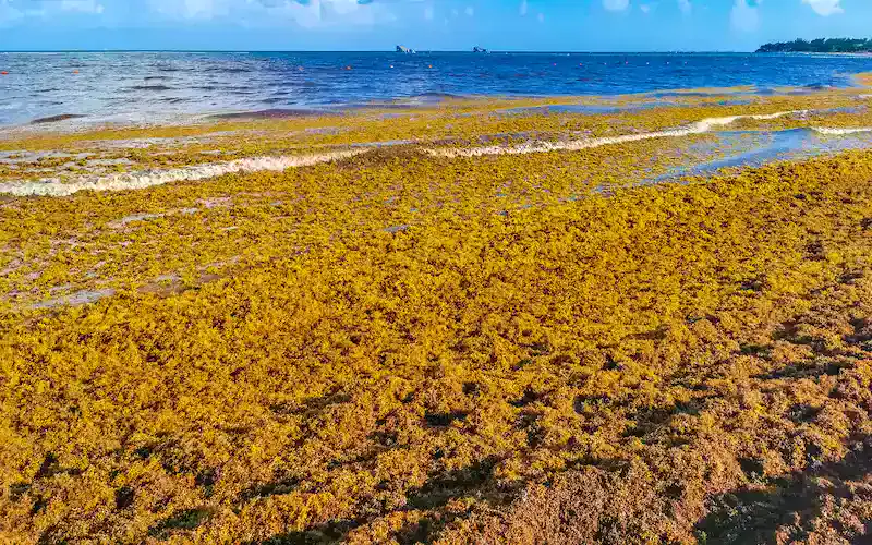 El sargazo en el Caribe mexicano