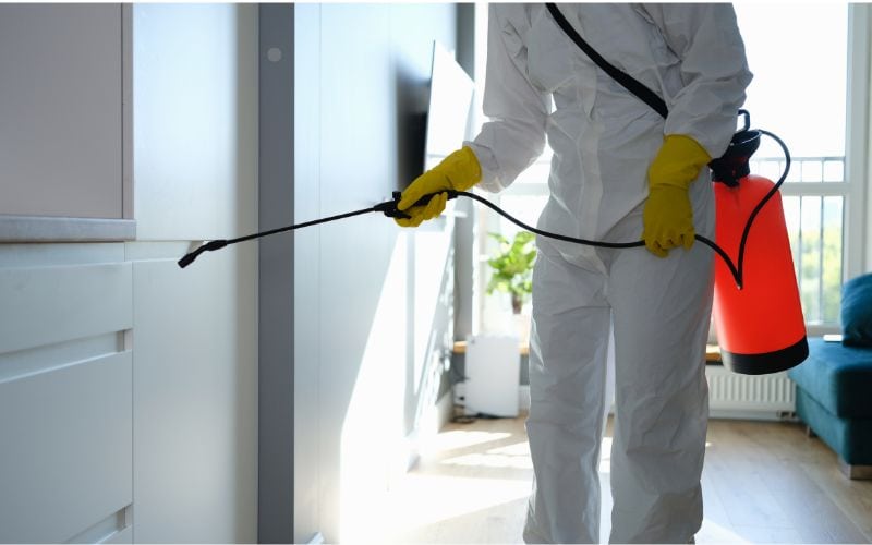 black mold remediation 