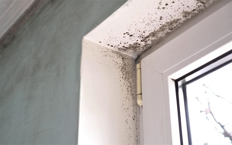 black mold