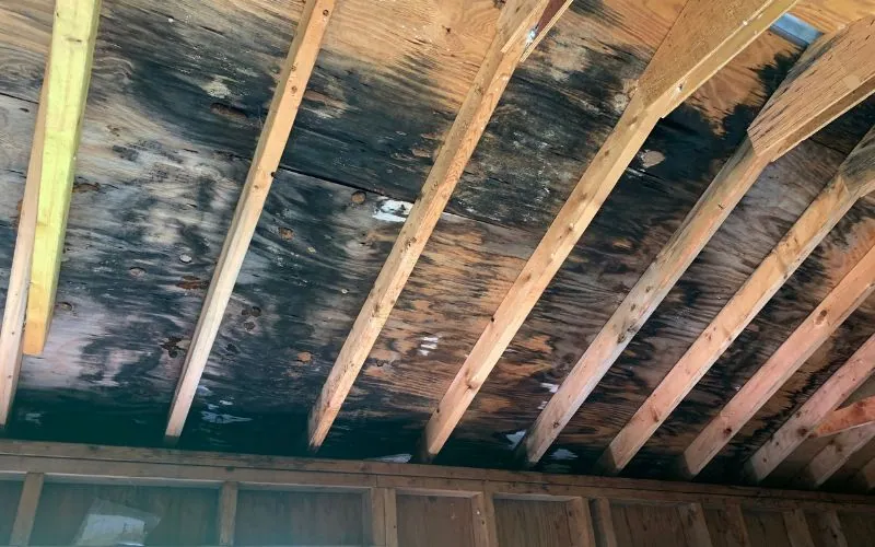mold vs. fungus